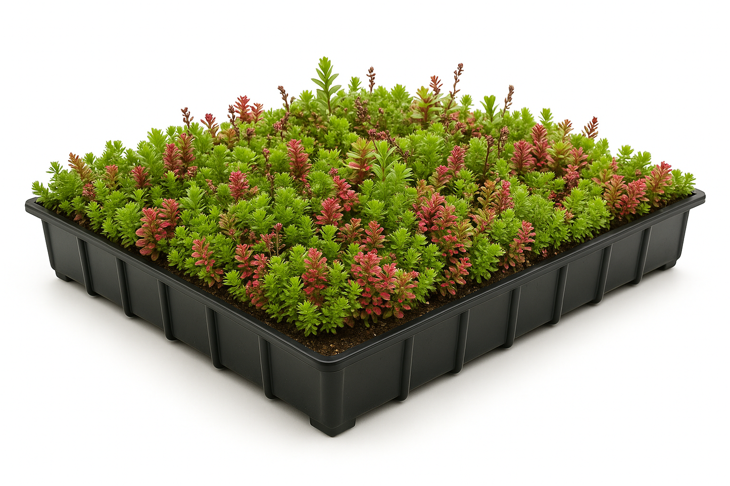 Sedum-tray – kant-en-klaar groendaksysteem – per m²