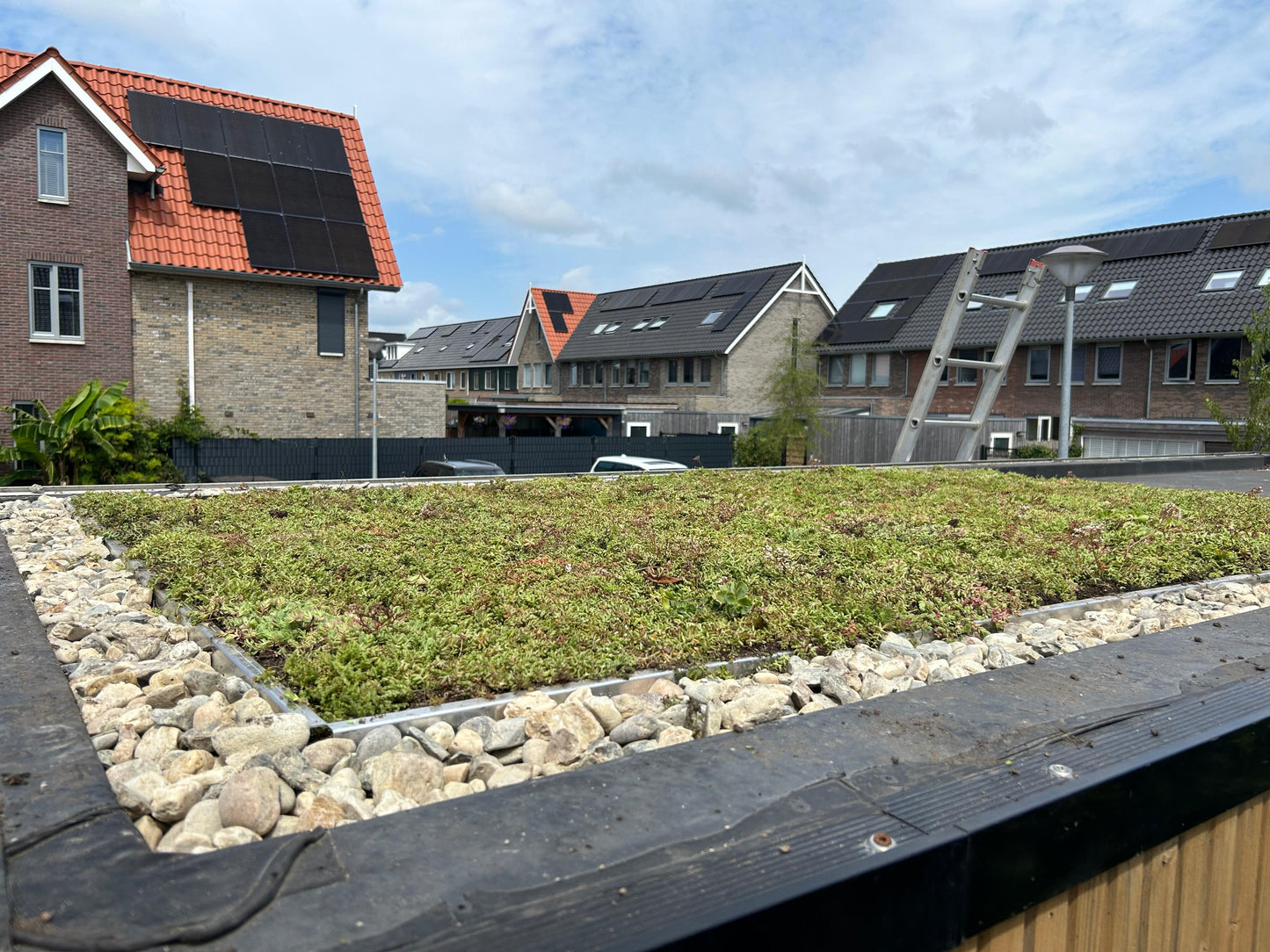 Sedum-kruidenmat – groendak met kleurrijke kruiden & sedum – per m²