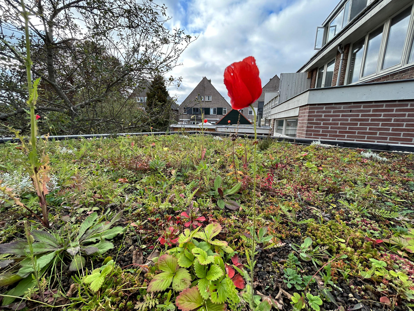 Natuurdak – inheems groendaksysteem met sedum & kruiden – per m²