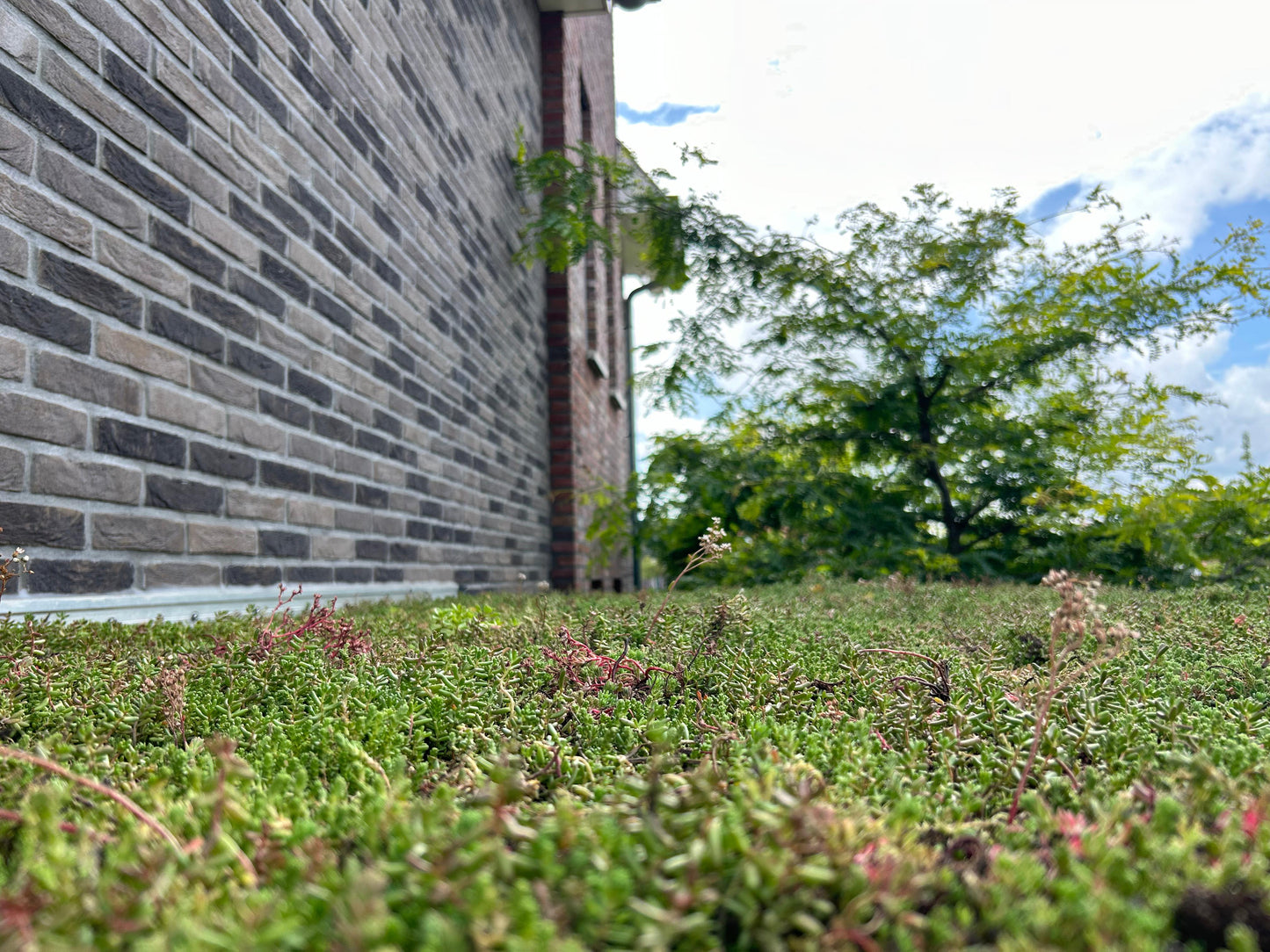 Groendak lichtgewicht systeem – direct aan te leggen – per m²