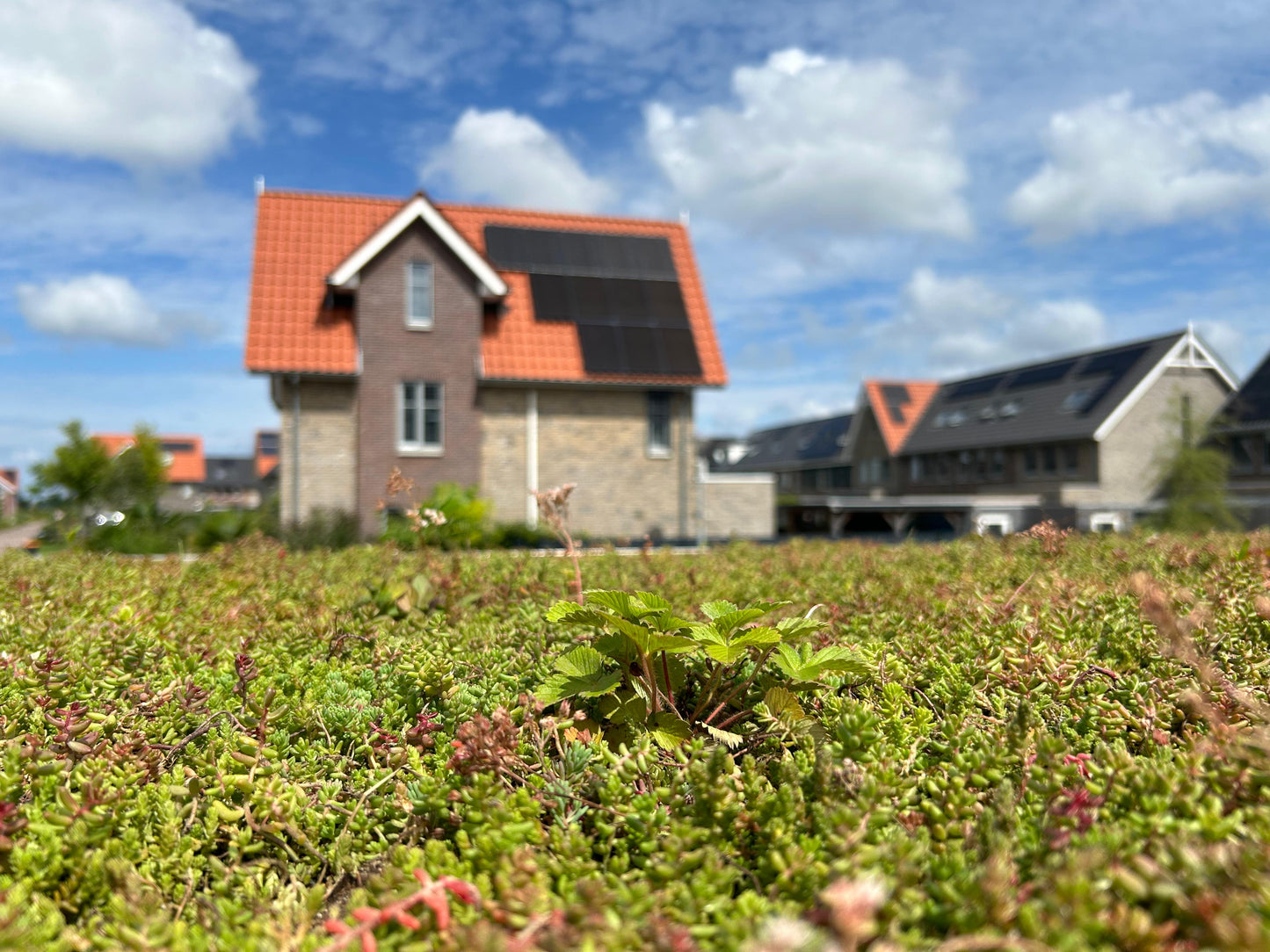 Sedum-kruidenmat – groendak met kleurrijke kruiden & sedum – per m²