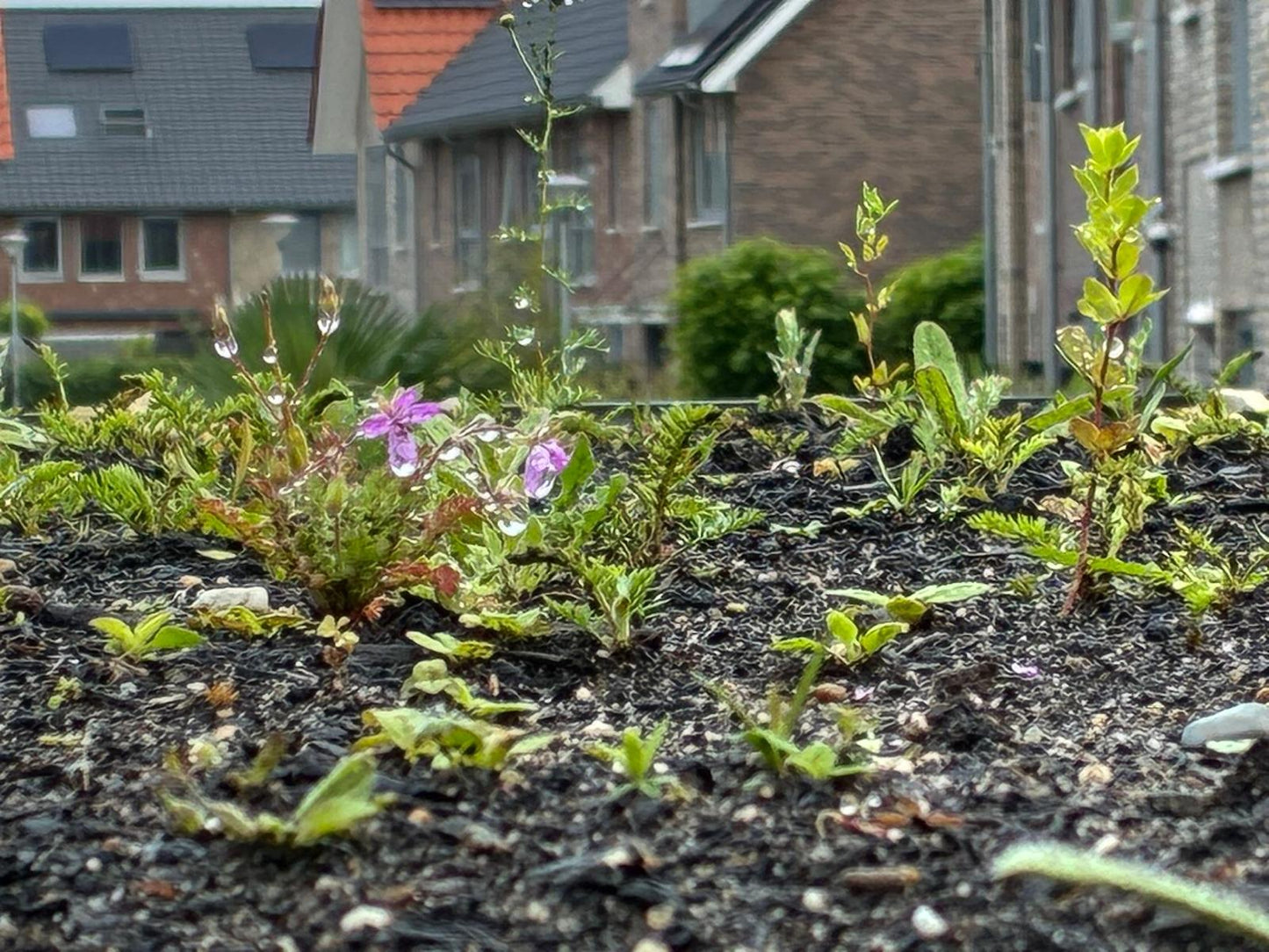 Natuurdak – inheems groendaksysteem met sedum & kruiden – per m²