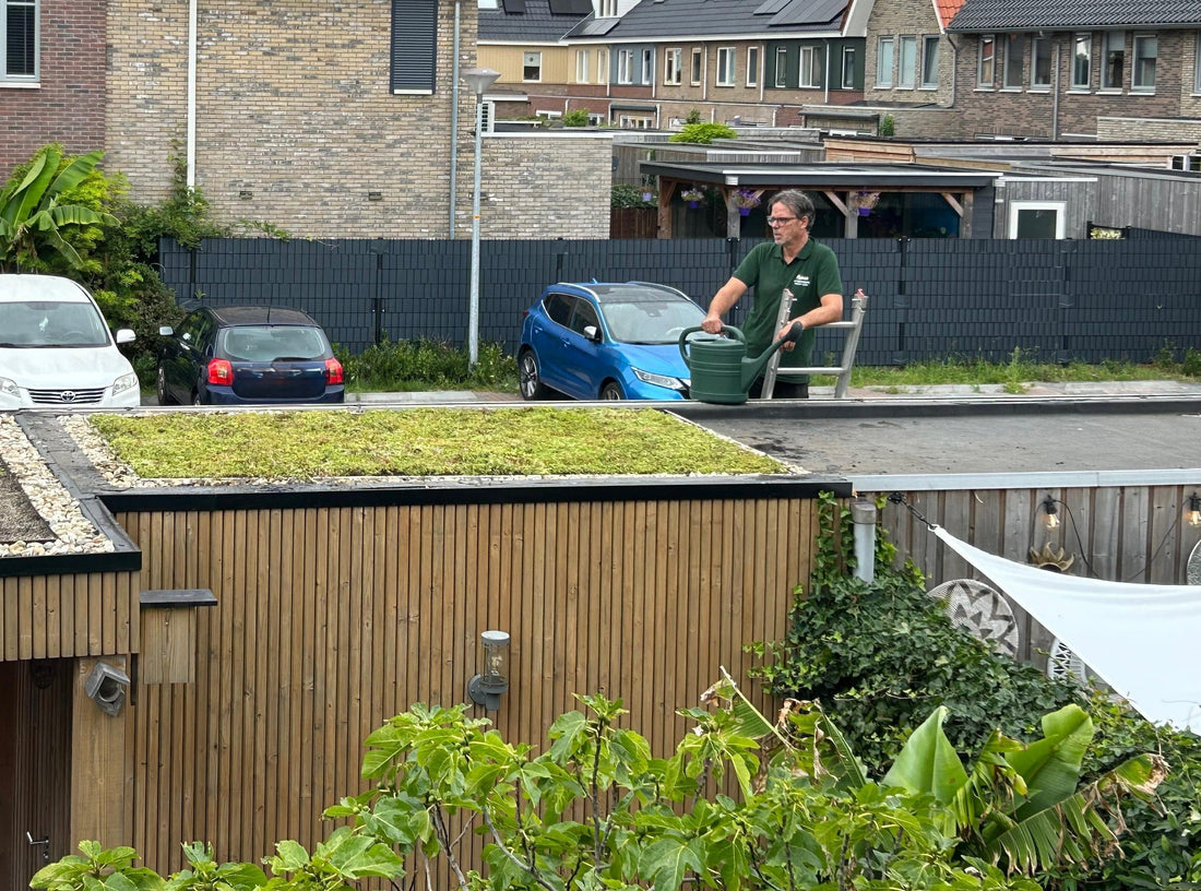 Sedum-kruidendak op berging – Zuid-Scharwoude (6 m²)