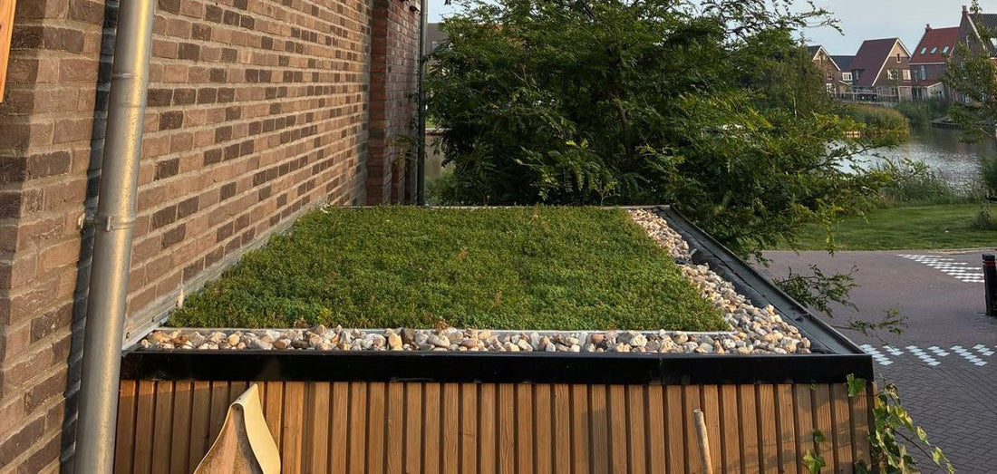 Lichtgewicht groendak op berging – Langedijk (6 m²)