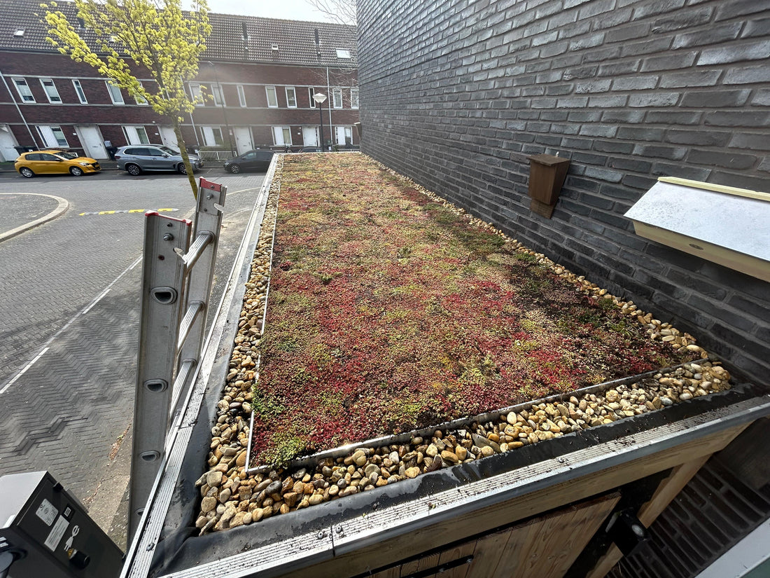 Sedum - kruidendak op schuur – Amsterdam (12 m²)