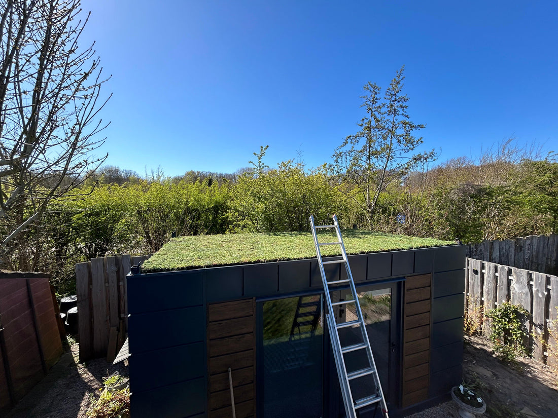 Lichtgewicht sedumcassettes op atelier – Egmond (18 m²)