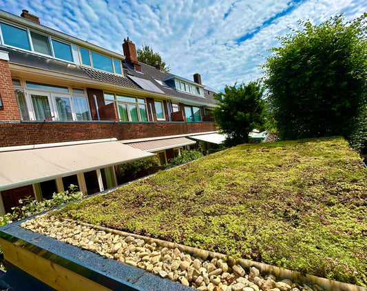 Sedum-kruidendak op veranda - Schiedam (18 m²)