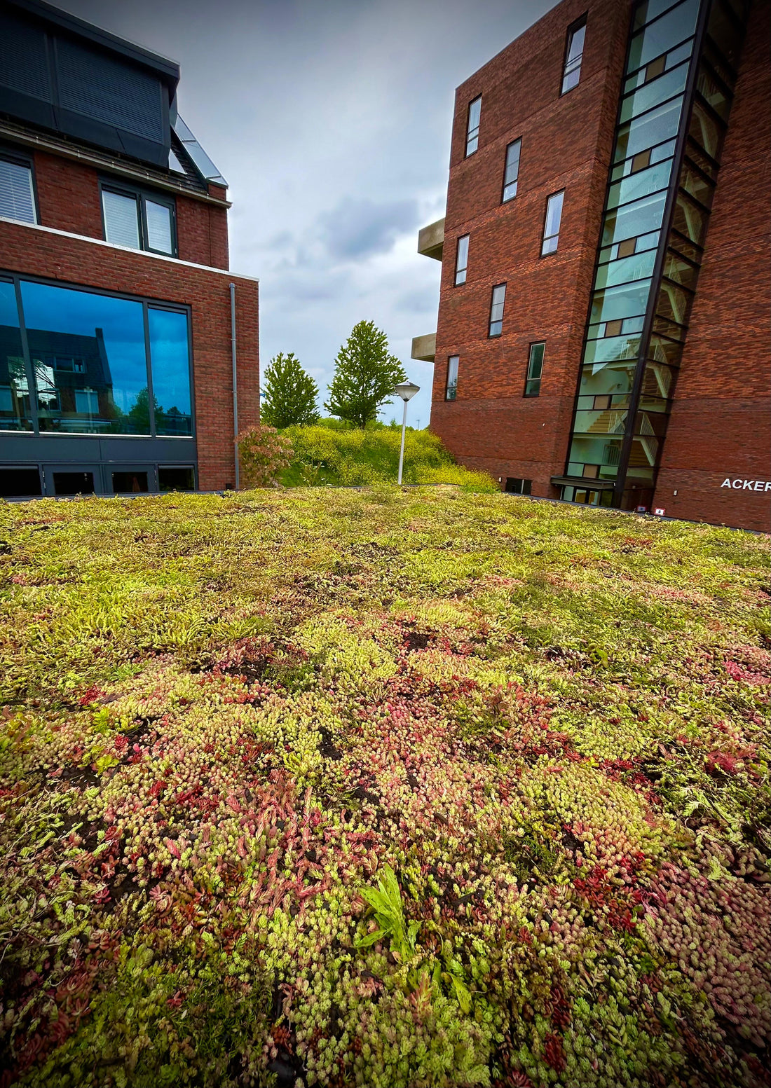 Sedum - Kruidendak op veranda - Bergschenhoek (22 m²)