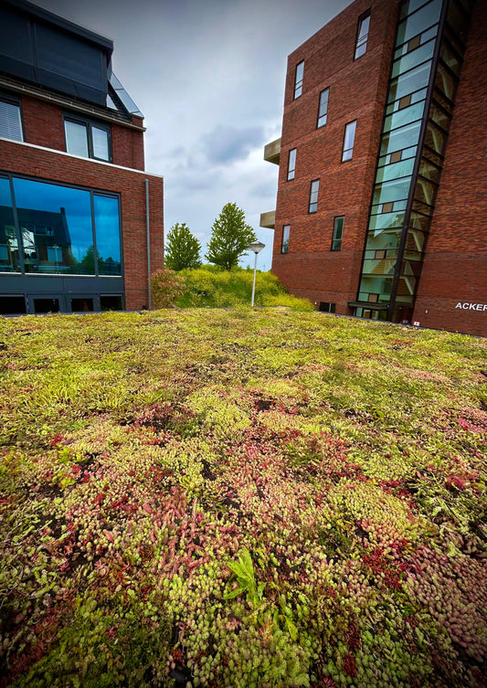 Sedum - Kruidendak op veranda - Bergschenhoek (22 m²)
