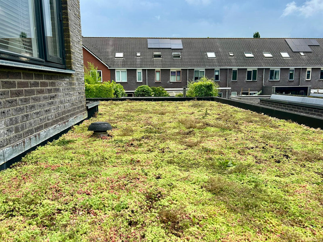 Sedum-Kruidendak op uitbouw - Sneek (55 m²)