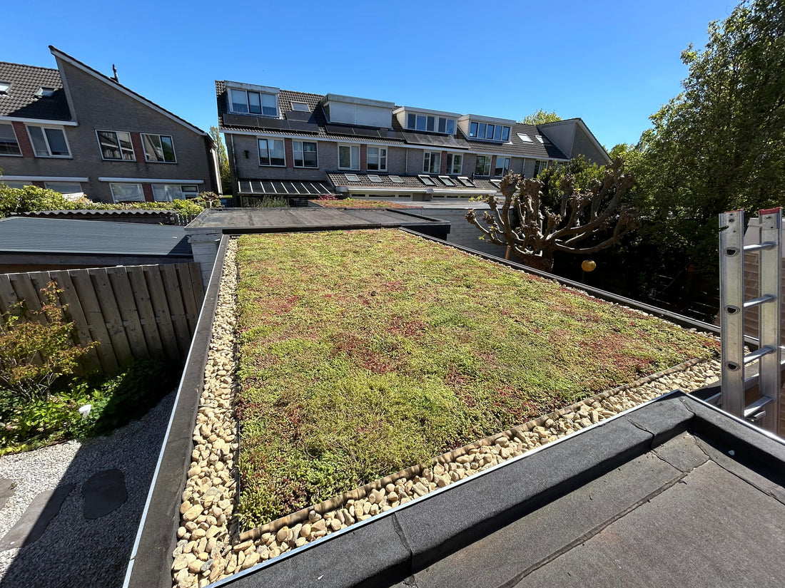 Sedum-kruidendak op veranda - Castricum (15 m²)