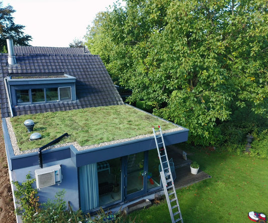 Sedum-kruidendak – Margraten (32 m²)