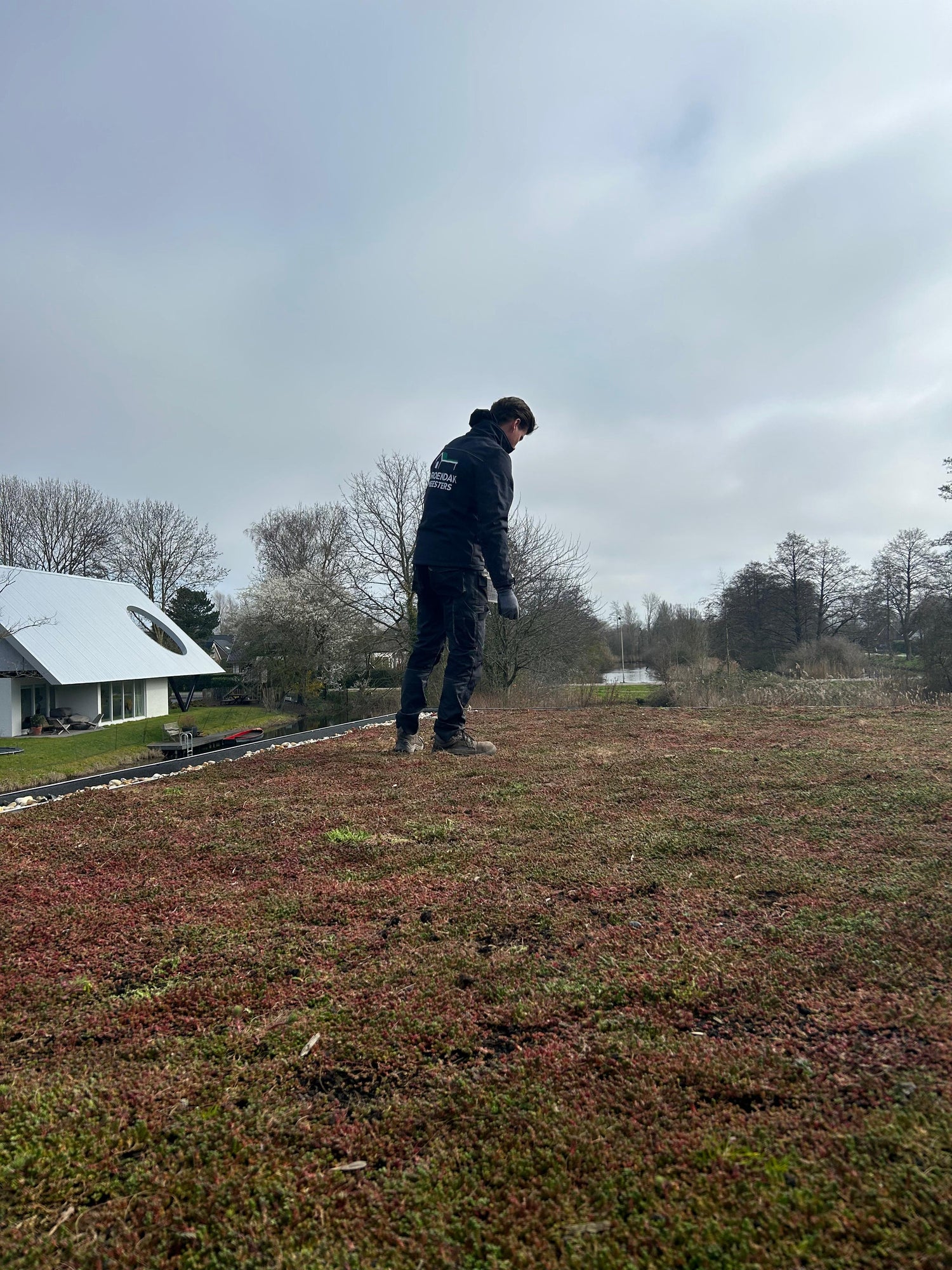 strooien van sedum mest op groendak