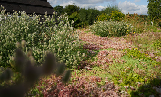 Sedum-kruidenmat – Extensief groendaksysteem (per m²)