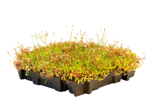 Sedumtrays – Kant-en-klaar groendaksysteem (per m²)