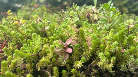 Sedum-tray – kant-en-klaar groendaksysteem – per m²