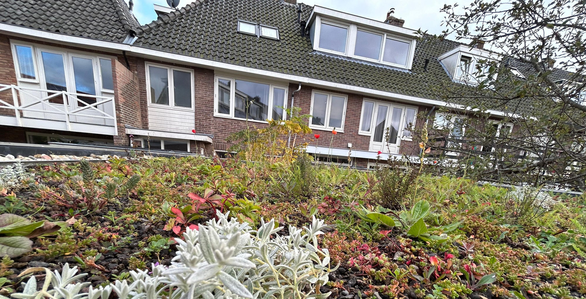 Natuurdak op schuur – Alkmaar
