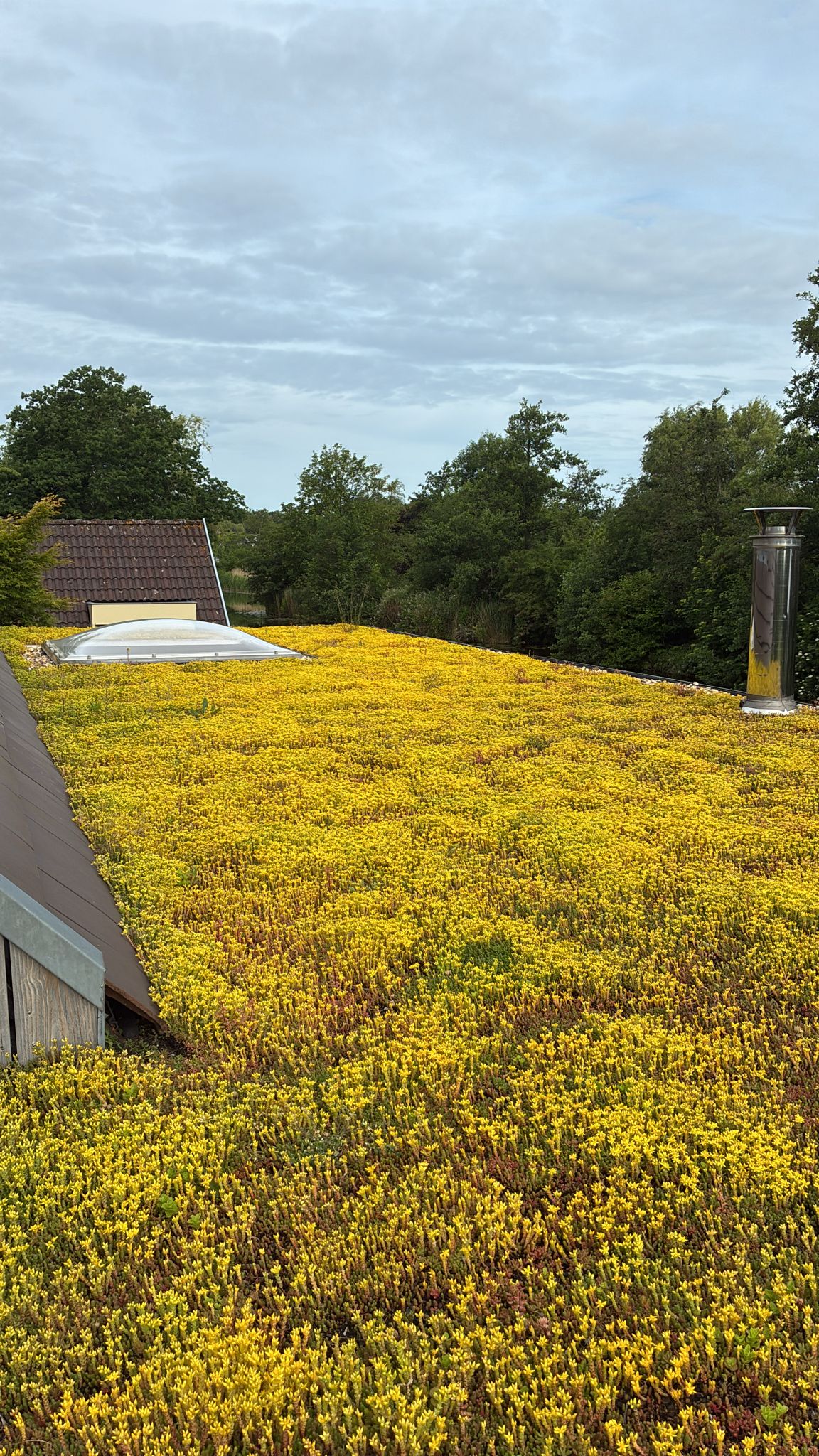 Lichtgewicht groendak – Extensief groendaksysteem (per m²)