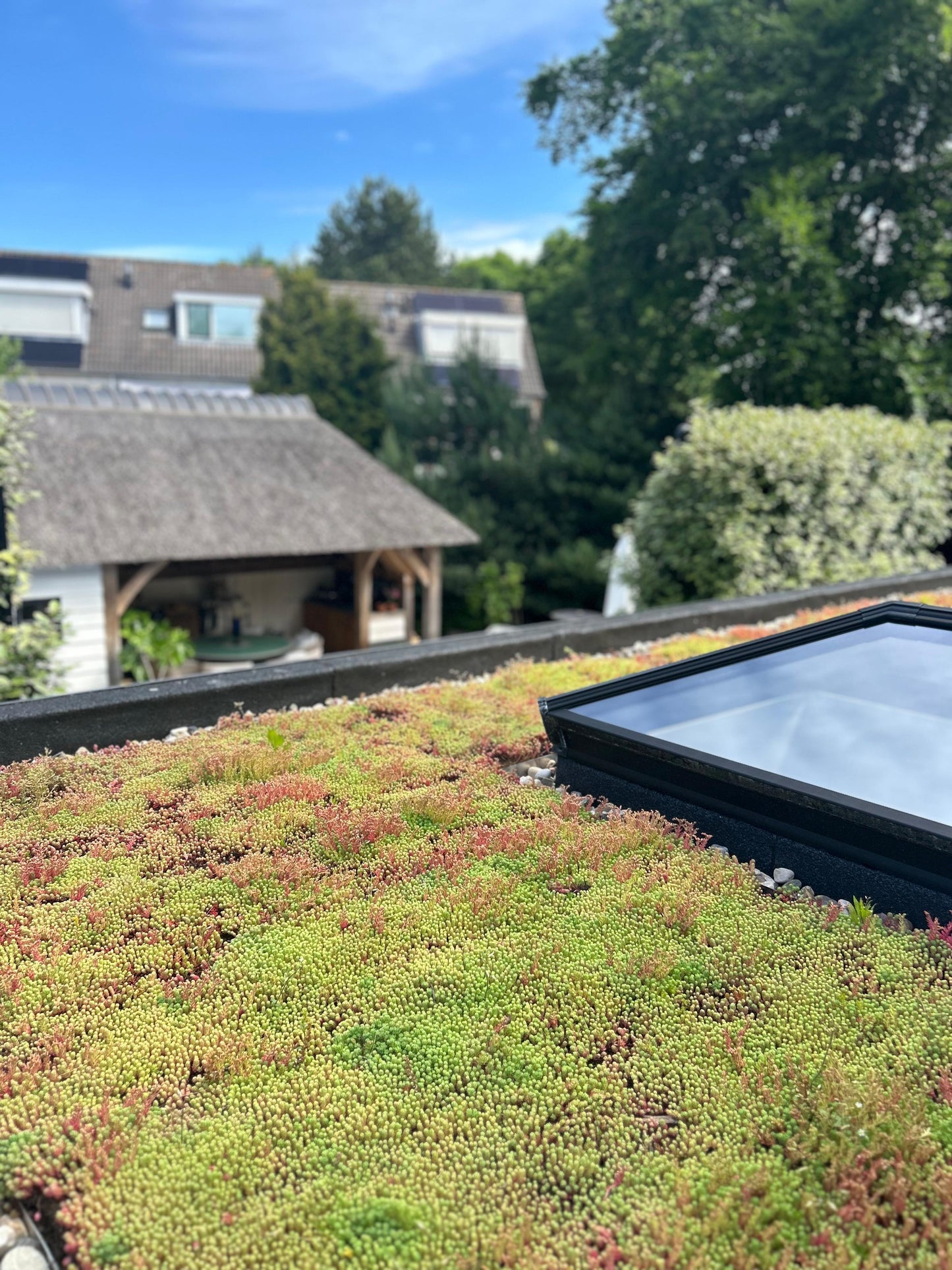 Sedum-kruidenmat – Extensief groendaksysteem (per m²)